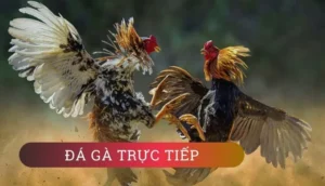 Bí Mật Thắng Lớn Đá Gà GA28 Tại SBOBET Cho Người Mới Bắt Đầu