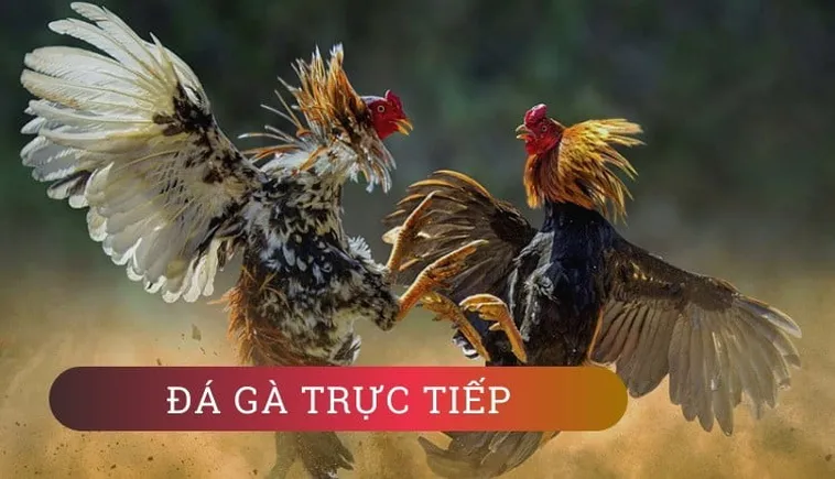 Bí Mật Thắng Lớn Đá Gà GA28 Tại SBOBET Cho Người Mới Bắt Đầu