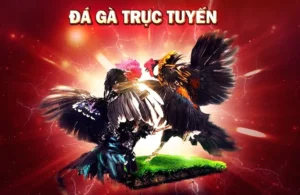 Hướng Dẫn Chơi Đá Gà Sabong Tại SBOBET Thành Công Từ A-Z